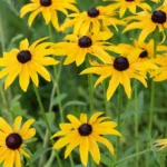 بذر کوکب کوهی پاکوتاه زرد به راحتی جوانه میزند.