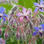 دمنوش گلهای حاصل از کاشت بذر گاوزبان اروپایی آرامبخش هستند.