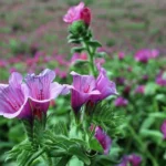 دمنوش گلهای حاصل از کاشت بذر گاوزبان ایرانی آرامبخش هستند.