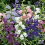 از بذر گل استکانی الوان گلهای زیبایی بوجود می‌آید.