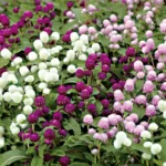 گل حاصل از کاشت بذر گل تکمه ای پاکوتاه الوان شکلی گرد دارد.