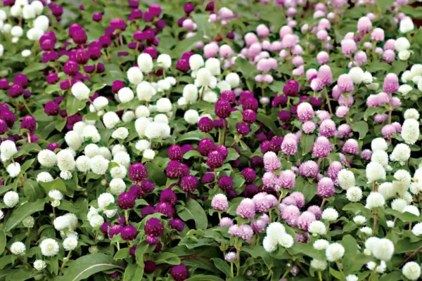 گل حاصل از کاشت بذر گل تکمه ای پاکوتاه الوان شکلی گرد دارد.