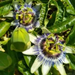 جوانه زنی بذر گل ساعتی آبی کمی طول میکشد.