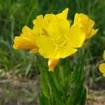 گلهای حاصل از کاشت بذر مغربی پابلند زرد علاوه بر زیبایی خواص دارویی نیز دارند.