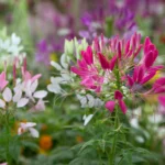 کاشت بذر گل چلچراغ عنکبوتی در اغلب مناطق امکان پذیر است.