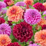 بذر کوکب الوان بعد از کاشت تبدیل به پیاز کوکب میشود.