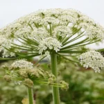 بذر گلپر مناسب برای کاشت در مناطق سردسیر است.