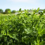 بذر یونجه همدانی