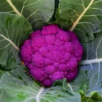 بذر گل کلم بنفش