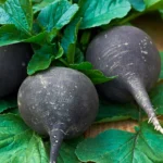 بذر ترب گرد مشکی