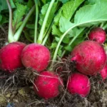 بذر تربچه ایرانی