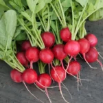 بذر تربچه نقلی