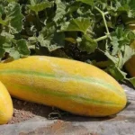 بذر خربزه مینو (مشهدی)