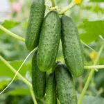 بذر خیار درختی خاردار