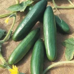 بذر خیار رویال