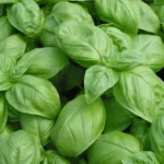 بذر ریحان ایتالیایی