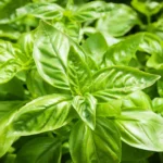 بذر ریحان معمولی سبز