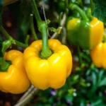 بذر فلفل دلمه ای معمولی زرد