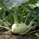 کلم قمری سبز در پخت و پز خصوصا پخت غذاهای سنتی بسیار مصرف میشود