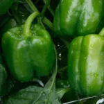 بذر فلفل دلمه ای معمولی سبز