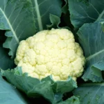 بذر گل کلم سفید