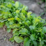 بذر شاهی برگ پهن