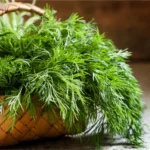 بذر شوید پاکوتاه