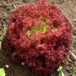 بذر کاهو فرانسوی قرمز