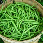 بذر لوبیا سبز