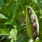 بذر لوبیا کریسمس