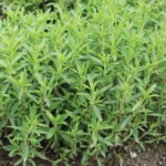 بذر مرزه معمولی