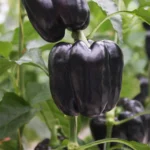 فلفل دلمه ای مشکی جزء خاص ترین انواع فلفل دلمه ای میباشد.