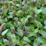 بذر نعناع فلفلی