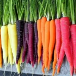 بذر هویج چند رنگ