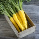 بذر هویج زرد