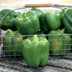 بذر فلفل دلمه ای هیبرید سبز