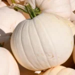 بذر کدو تنبل گرد سفید