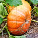 بذر کدو حلوایی زرد