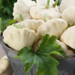 بذر کدو ستاره ای سفید