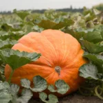 بذر کدو غولسان گرد