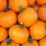 بذر کدو هالووین