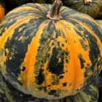 بذر کدو پوست کاغذی