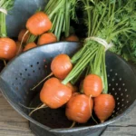 بذر هویج گرد اطلس