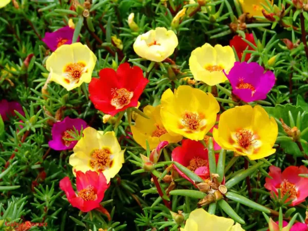 بذر ناز آفتابی الوان بهترین انتخاب برای کاشت در باغچه آفتابگیر است.