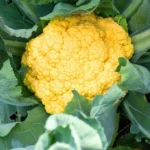 بذر گل کلم زعفرانی