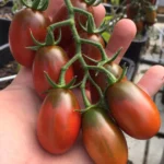 بذر گوجه تخم مرغی درختی خرمایی