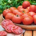 بذر گوجه فرنگی بوته ای رویال