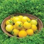 بذر گوجه فرنگی بوته ای زرد