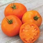 بذر گوجه فرنگی بوته ای نارنجی