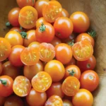 بذر گوجه چری نارنجی